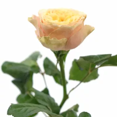 Meruňková růže PEACH VUVUZELA