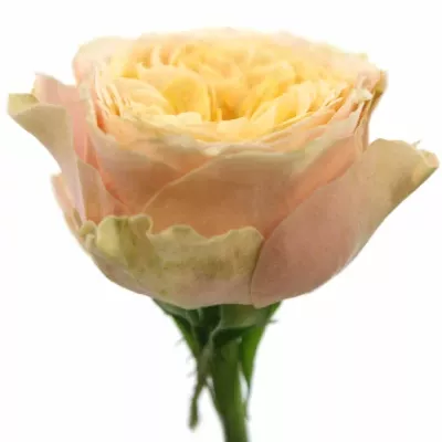 Meruňková růže PEACH VUVUZELA