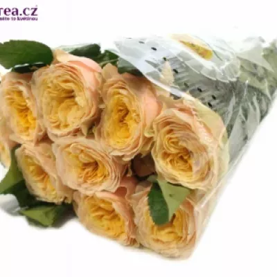 Meruňková růže PEACH VUVUZELA