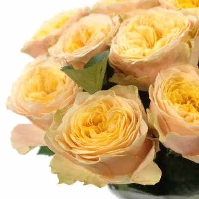 Meruňková růže PEACH VUVUZELA