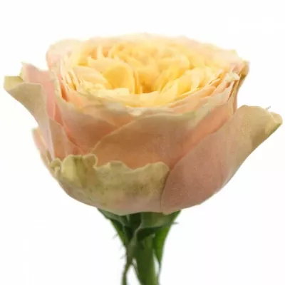 Meruňková růže PEACH VUVUZELA 35cm (L)