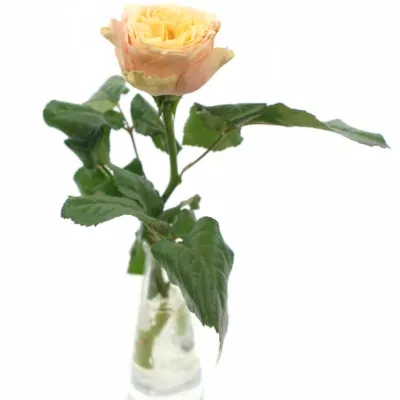 Meruňková růže PEACH VUVUZELA