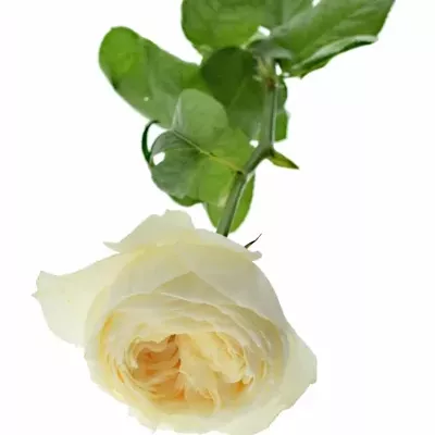 Meruňková růže PRIDE PREJUDICE