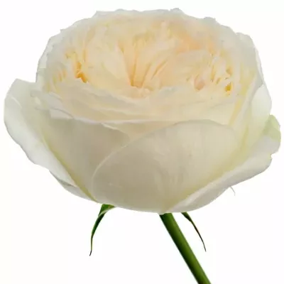 Meruňková růže PRIDE & PREJUDICE 70cm (XXL)