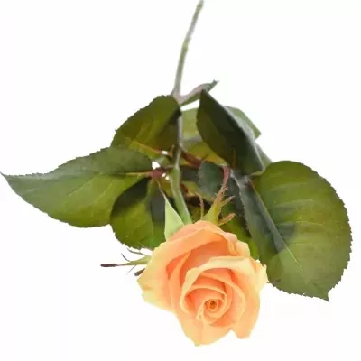 Meruňková růže PRIMA DONNA 55cm (M)