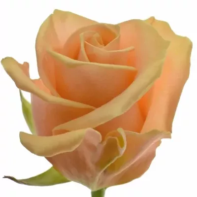 Meruňková růže PRIMA DONNA+ 70cm (XL)