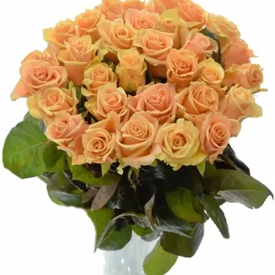 Meruňková růže PRIMA DONNA 55cm (M)