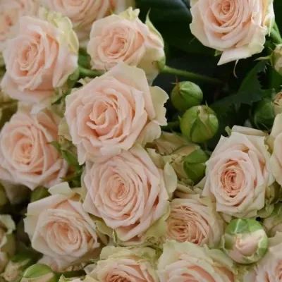 Meruňková růže trsová TANJA 80cm/6+ EXTRA