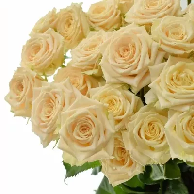 Meruňková trsová růže TANJA 40cm/3+ (S)