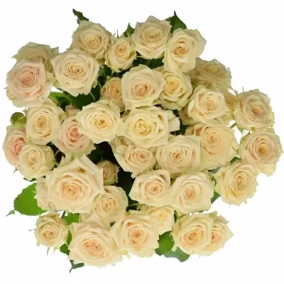 Meruňková trsová růže TANJA 40cm/3+ (S)