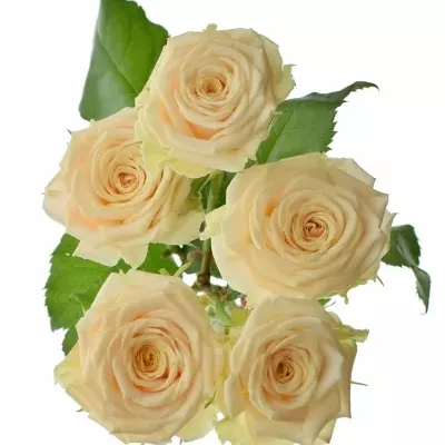 Meruňková trsová růže TANJA 40cm/3+ (S)