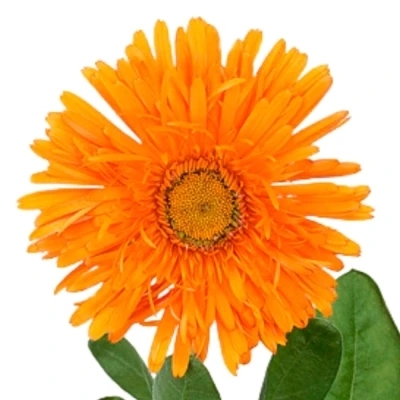 Měsíček OFFICINALIS GREEN SPOT ORANGE 40cm