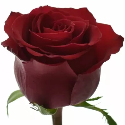 Červená růže EVER RED 100cm (XXL) SUPER