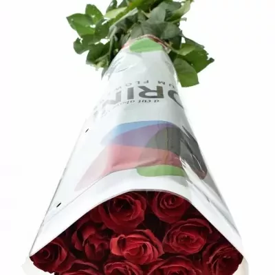Metrová růže EVER RED super 100cm