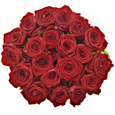 Metrová růže Red Naomi!