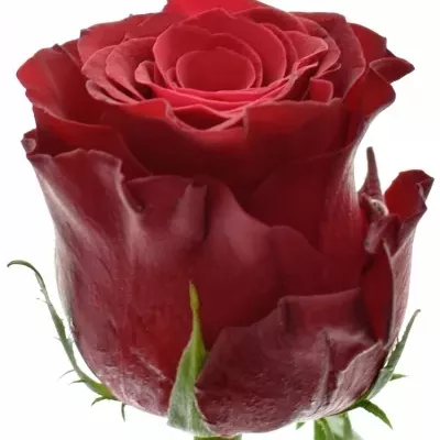 Metrová růže RHODOS 100cm (XXL)
