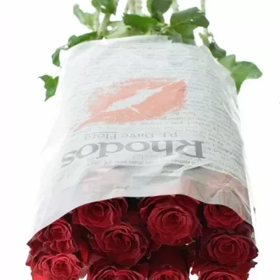 Metrová růže RHODOS 100cm