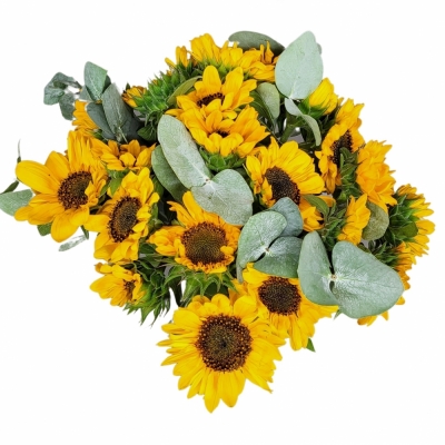Míchaná kytice 21 žlutých slunečnic s eukalyptem 40 cm