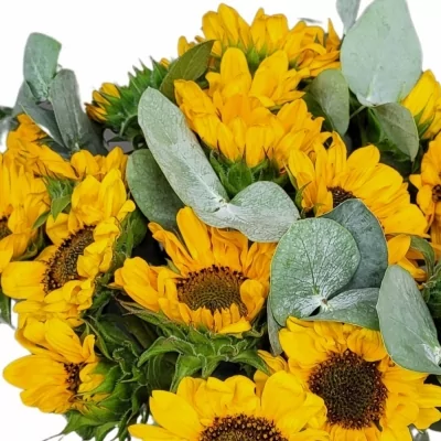 Míchaná kytice 21 žlutých slunečnic s eukalyptem