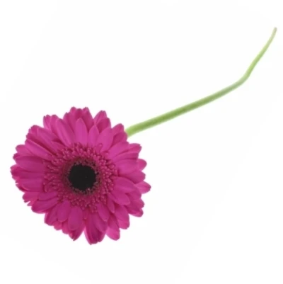 Mini gerbera ANNA