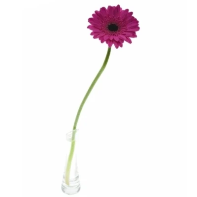 Mini gerbera ANNA