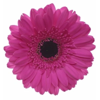 Gerbera mini ANNA (WATER)