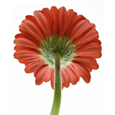 Mini gerbera KETCHUP