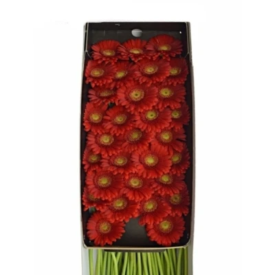 Mini gerbera KETCHUP