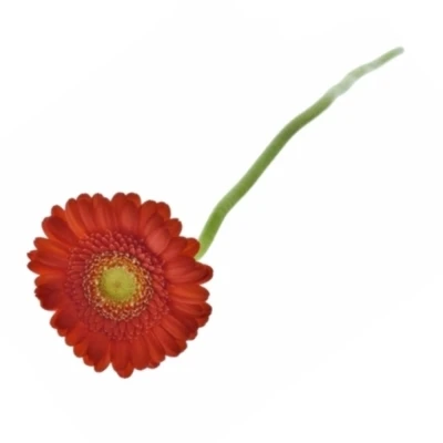 Mini gerbera KETCHUP