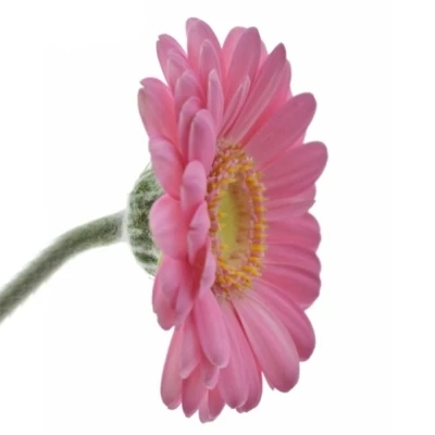Mini gerbera LOTTE 