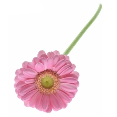 Mini gerbera LOTTE 