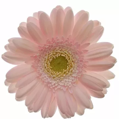 Gerbera mini BABBLE