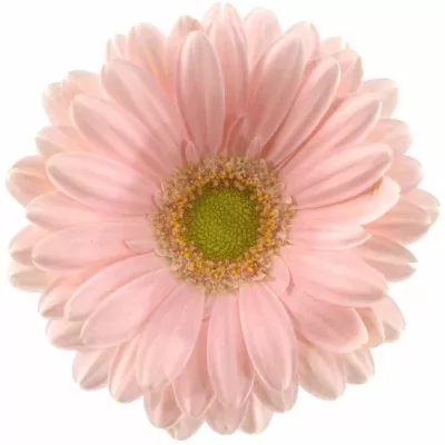 Gerbera mini BABYFACE