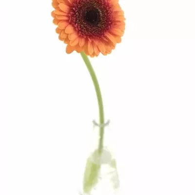 Minigerbera BIRTHDAY