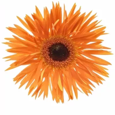 Gerbera mini GERSPIDER FIRECRACKER