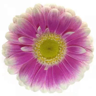 Gerbera mini LETS DANCE