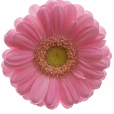 Gerbera mini LOTTE