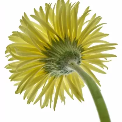 Minigerbera MOONLIGHT