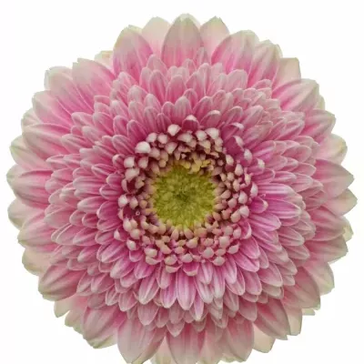 Gerbera mini GERPONI NOEK