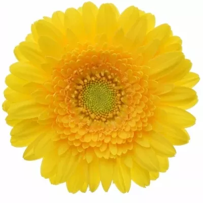 Gerbera mini SPRINGTIME