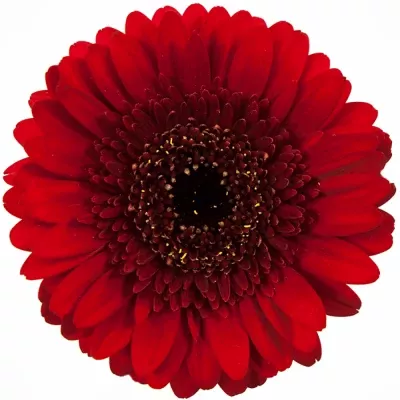 Gerbera mini VELLUTO (WATER)