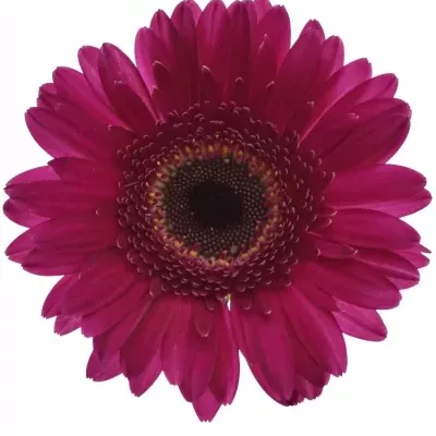 Gerbera mini WEMBLEY