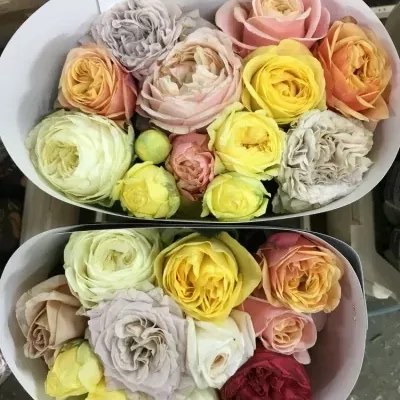 Mixované růže PASTEL MIX 70cm