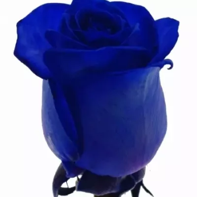 Modrá růže BLUE CANDID PROPHYTA - MODRÁ RŮŽE 70cm