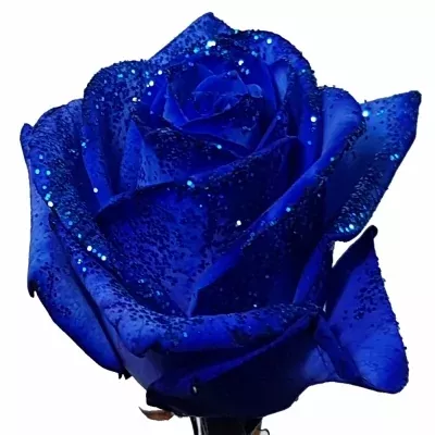 Modrá růže BLUE VENDELA + BLUE GLITTERS 70cm (M)