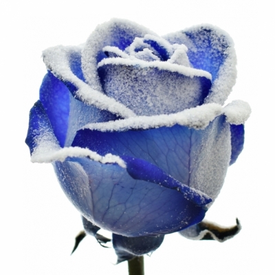 Modrá růže BLUE VENDELA + SILVER GLITTERS 50cm (M)