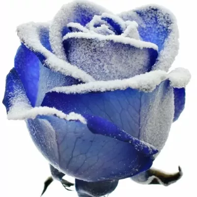 Modrá růže BLUE VENDELA + SILVER GLITTERS 70cm (M)