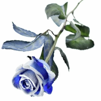 Modrá růže BLUE VENDELA + SILVER GLITTERS