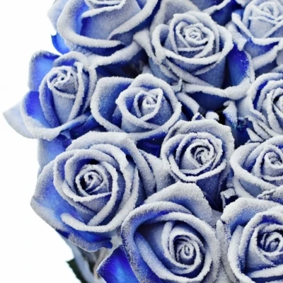 Modrá růže BLUE VENDELA + SILVER GLITTERS