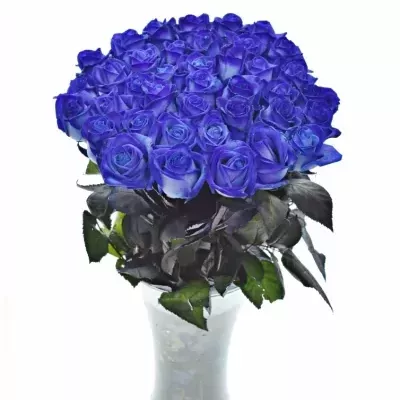 Modrá růže BLUE VENDELA 